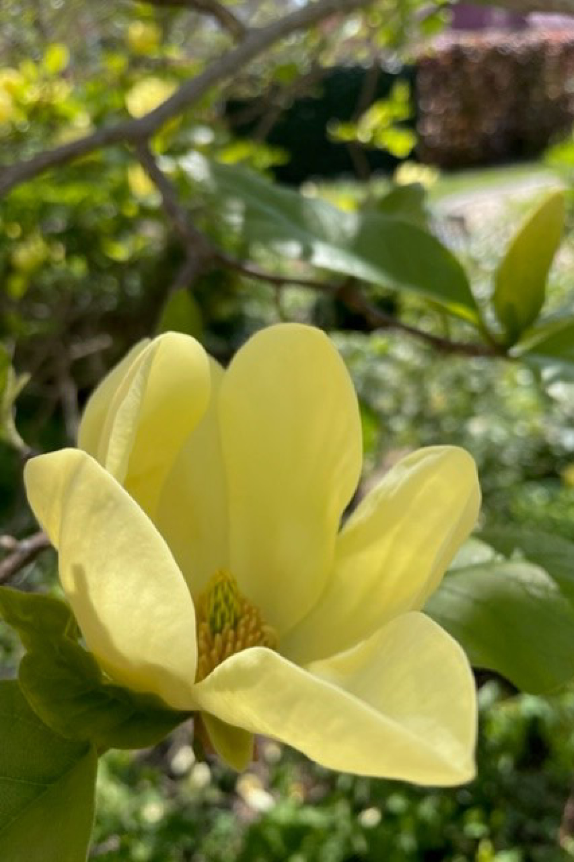 Mellan magnolia och konst – Badhusparken som ny mötesplats